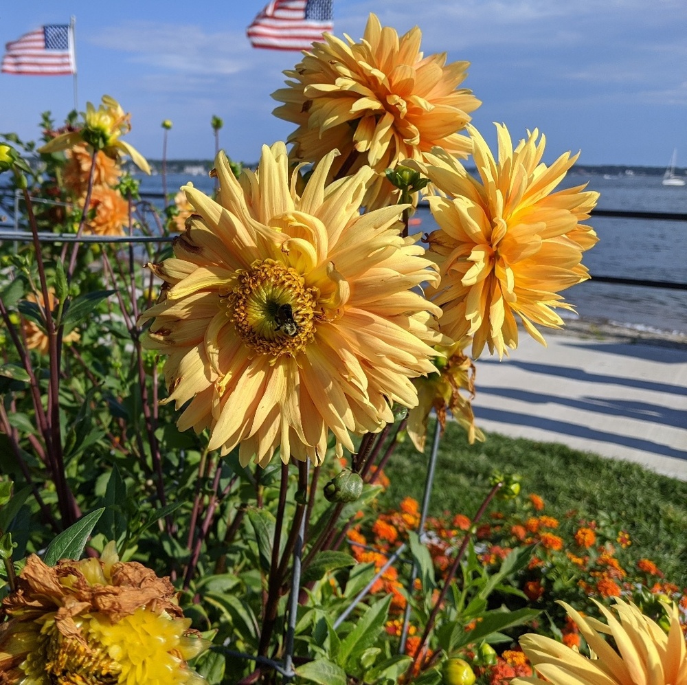 Meet your Posher, Em